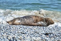 2-Kegelrobbe-Helgoland 2019