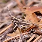 (2) Keulenschrecken (Unterfamilie Gomphocerinae, Fam. Acrididae, Feldheuschrecken)
