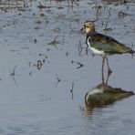 (2) Kiebitz (Vanellus vanellus)