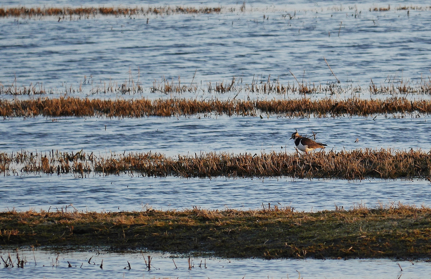 (2) Kiebitz (Vanellus vanellus)