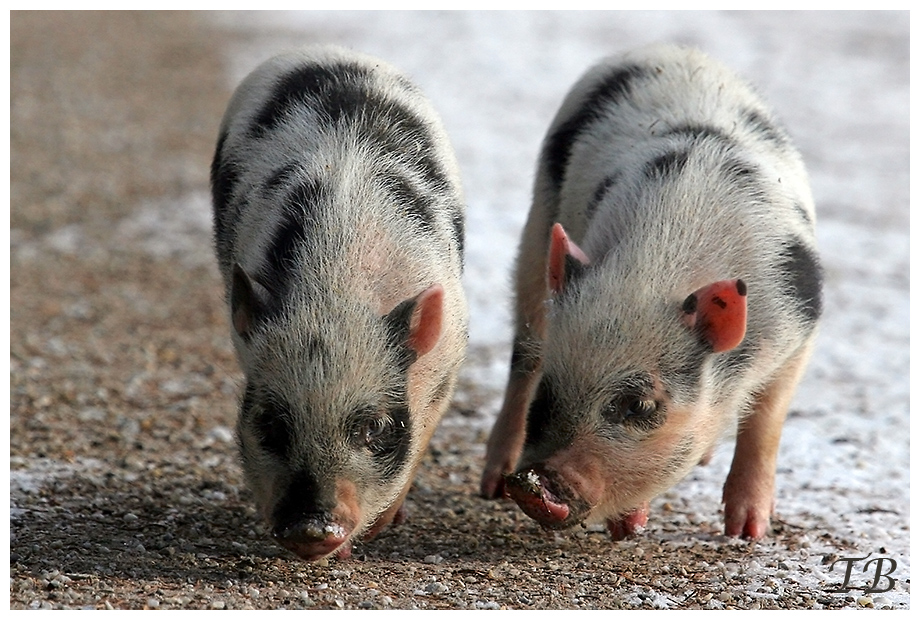 2 kleine Ferkel