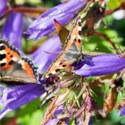 2 Kleine Füchse auf nesselblättriger Glockenblume 20140701