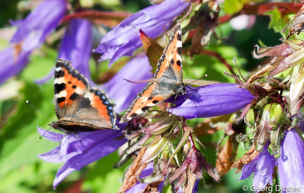 2 Kleine Füchse auf nesselblättriger Glockenblume 20140701