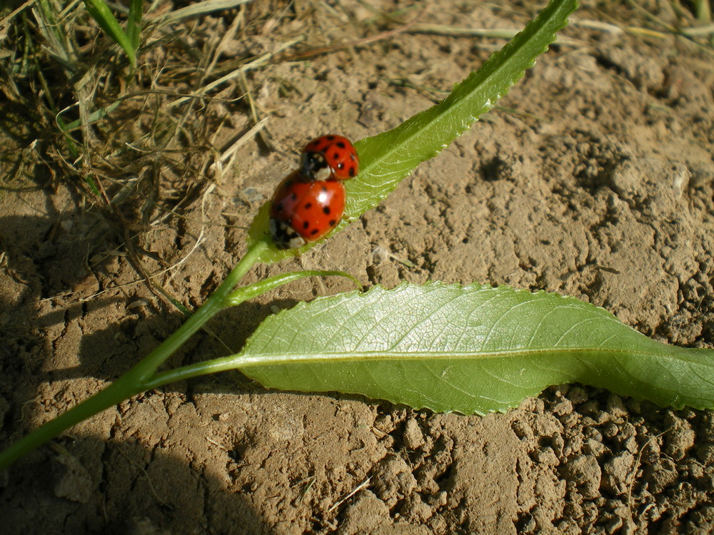 2 kleine Käferchen