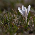 (2) Kleine Krokus-Serie von letzter Woche ...