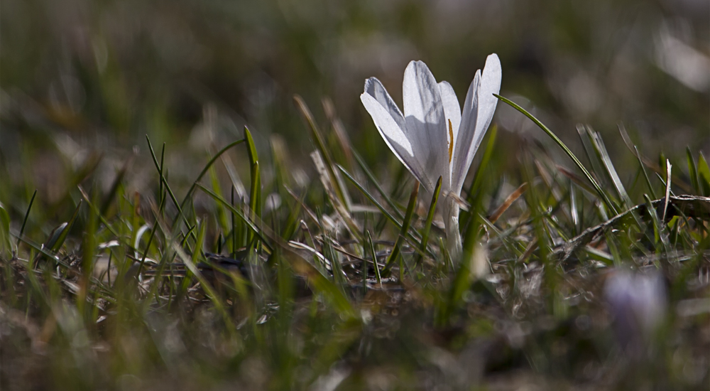 (2) Kleine Krokus-Serie von letzter Woche ...