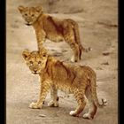 2 kleine Löwen