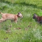 2 kleine Luchse - geboren am 20. Mai 2012