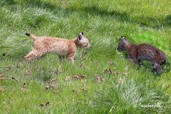 2 kleine Luchse - geboren am 20. Mai 2012