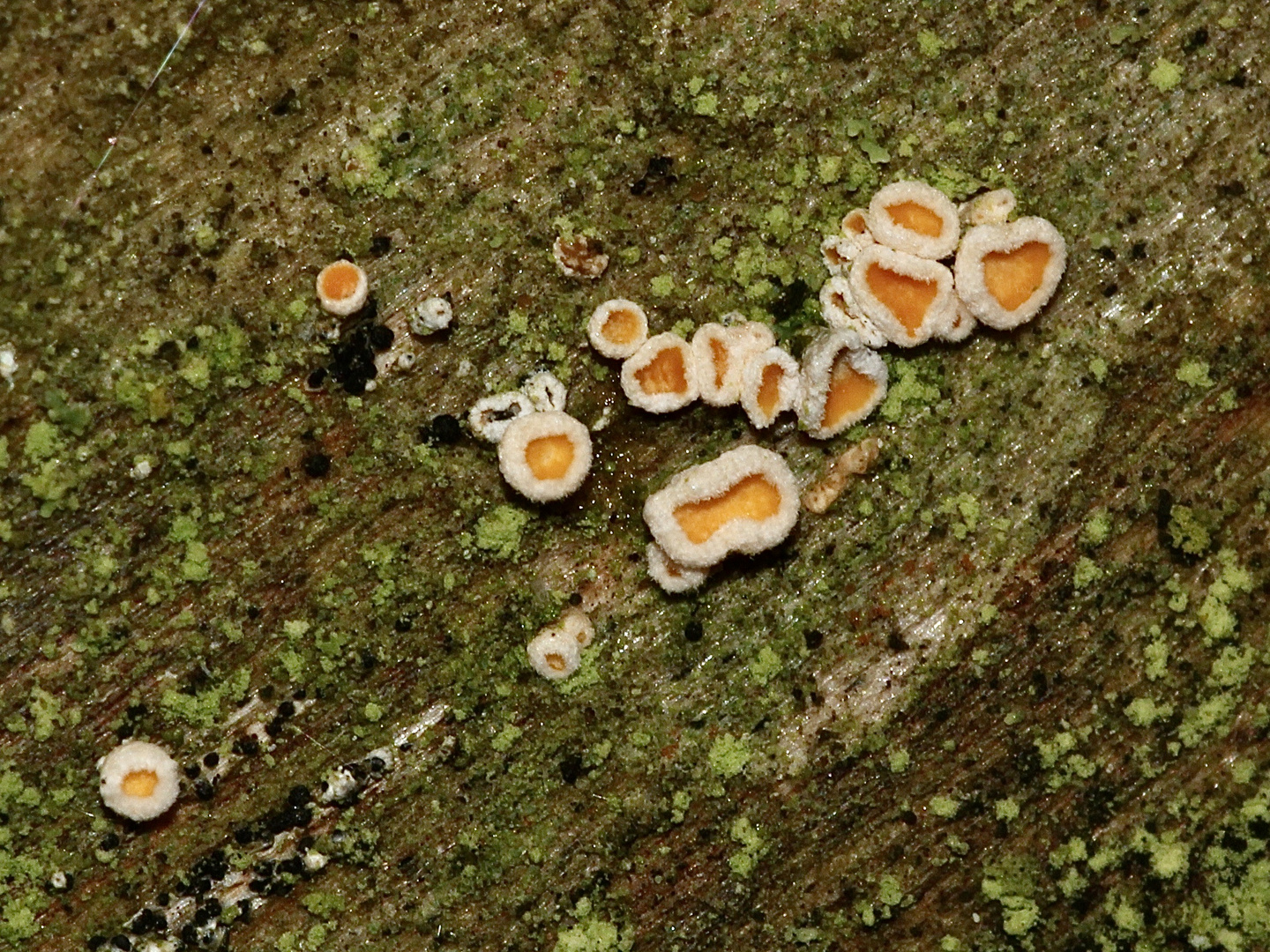 (2) Kleine orange Becherchen auf Buchenholz sind nicht so häufig ...