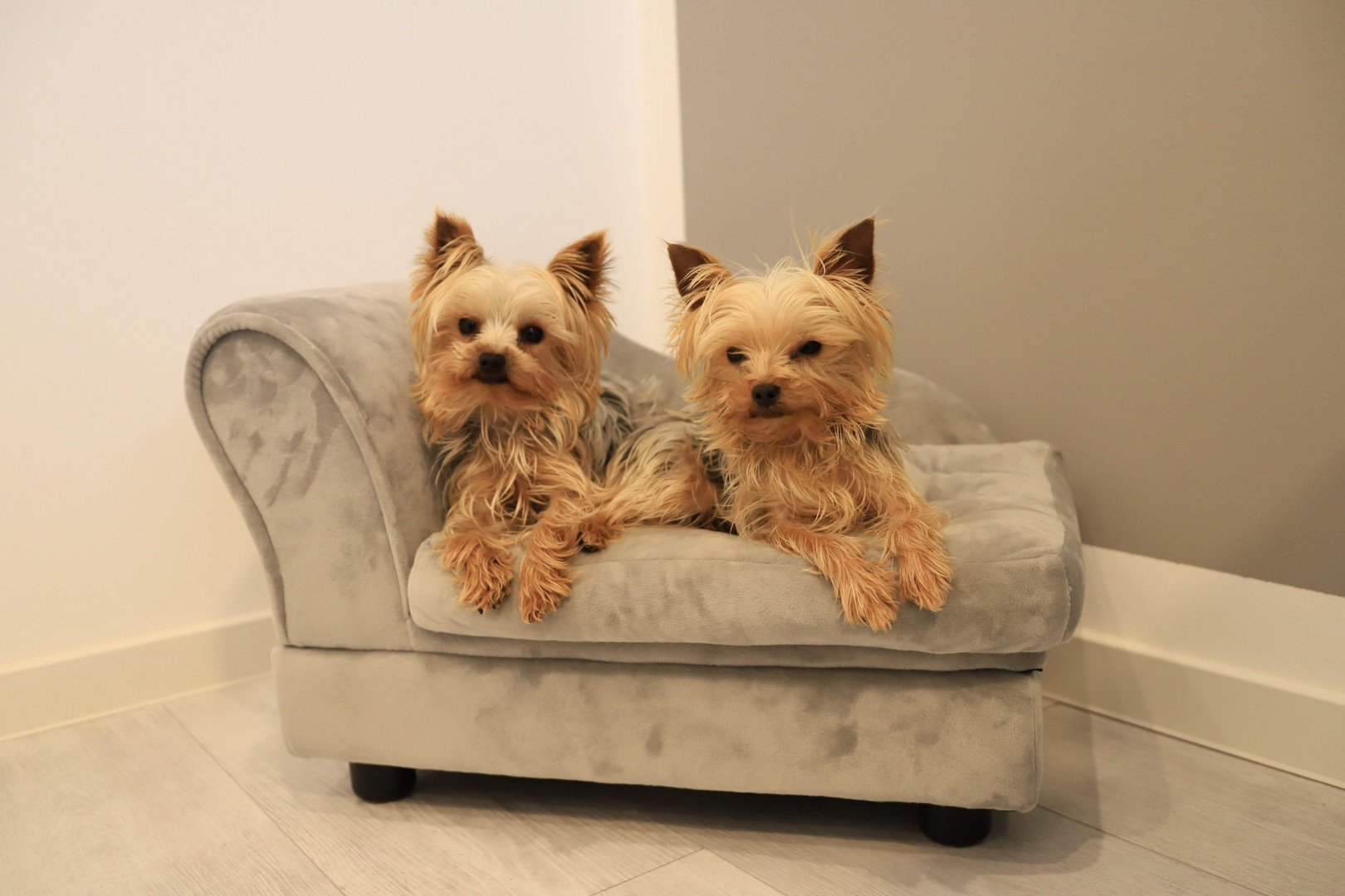 2 Kleine Teacup Yorkies auf ihrer Couch