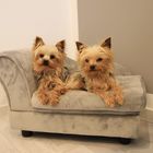 2 Kleine Teacup Yorkies auf ihrer Couch