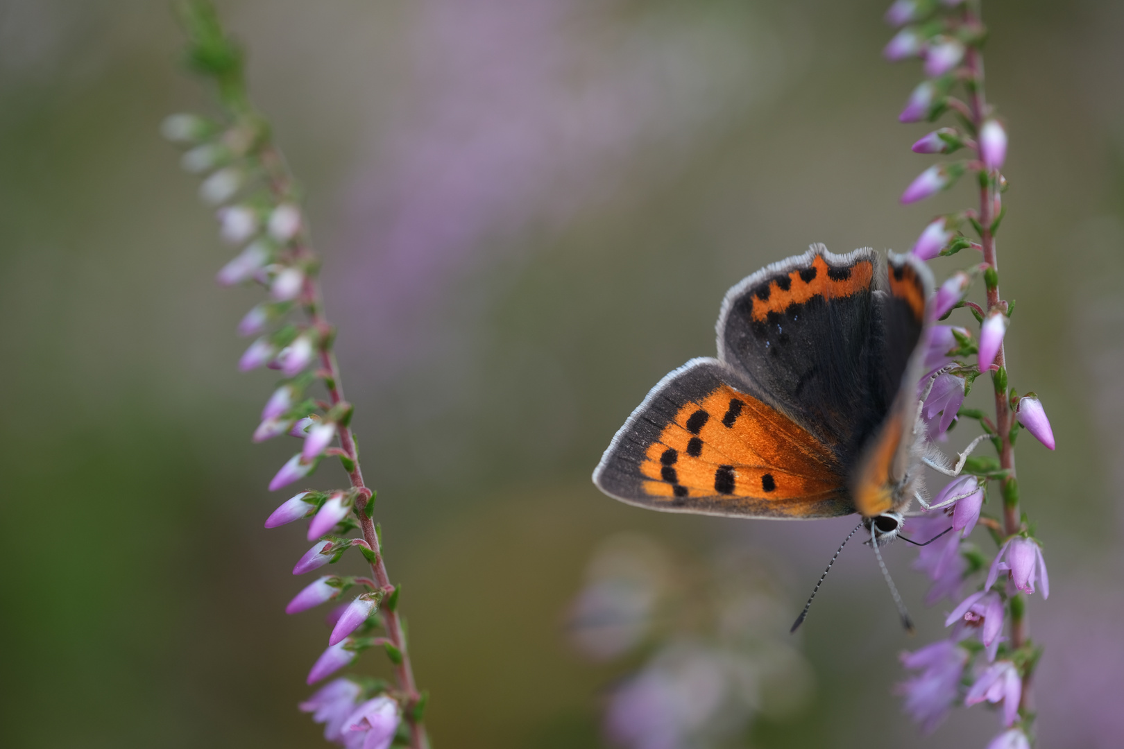 2. Kleiner Feuerfalter (Lycaena phlaeas) auf Erika (Ericaceae)