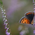 2. Kleiner Feuerfalter (Lycaena phlaeas) auf Erika (Ericaceae)