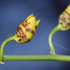 (2) Knospenöffnung bei einer Oncidium-Orchidee