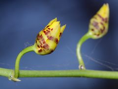 (2) Knospenöffnung bei einer Oncidium-Orchidee