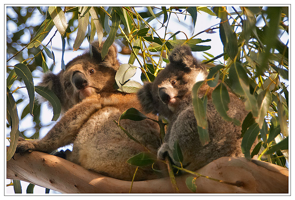 2 Koalas