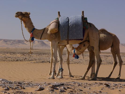 2 köpfiger 12 Beiner