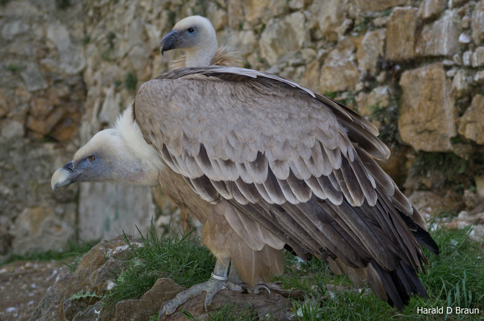 2 köpfiger Gänsegeier (Gyps fulvus var. "Zaphod Beeblebrox")