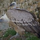 2 köpfiger Gänsegeier (Gyps fulvus var. "Zaphod Beeblebrox")