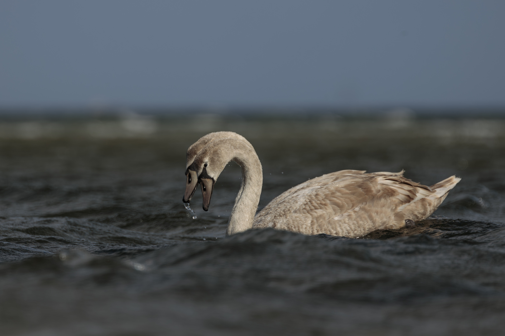 2 köpfiger Schwan