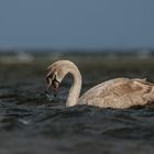 2 köpfiger Schwan