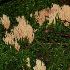 (2) Korallenpilze (Ramaria spp.)