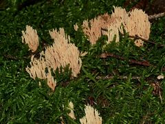 (2) Korallenpilze (Ramaria spp.)