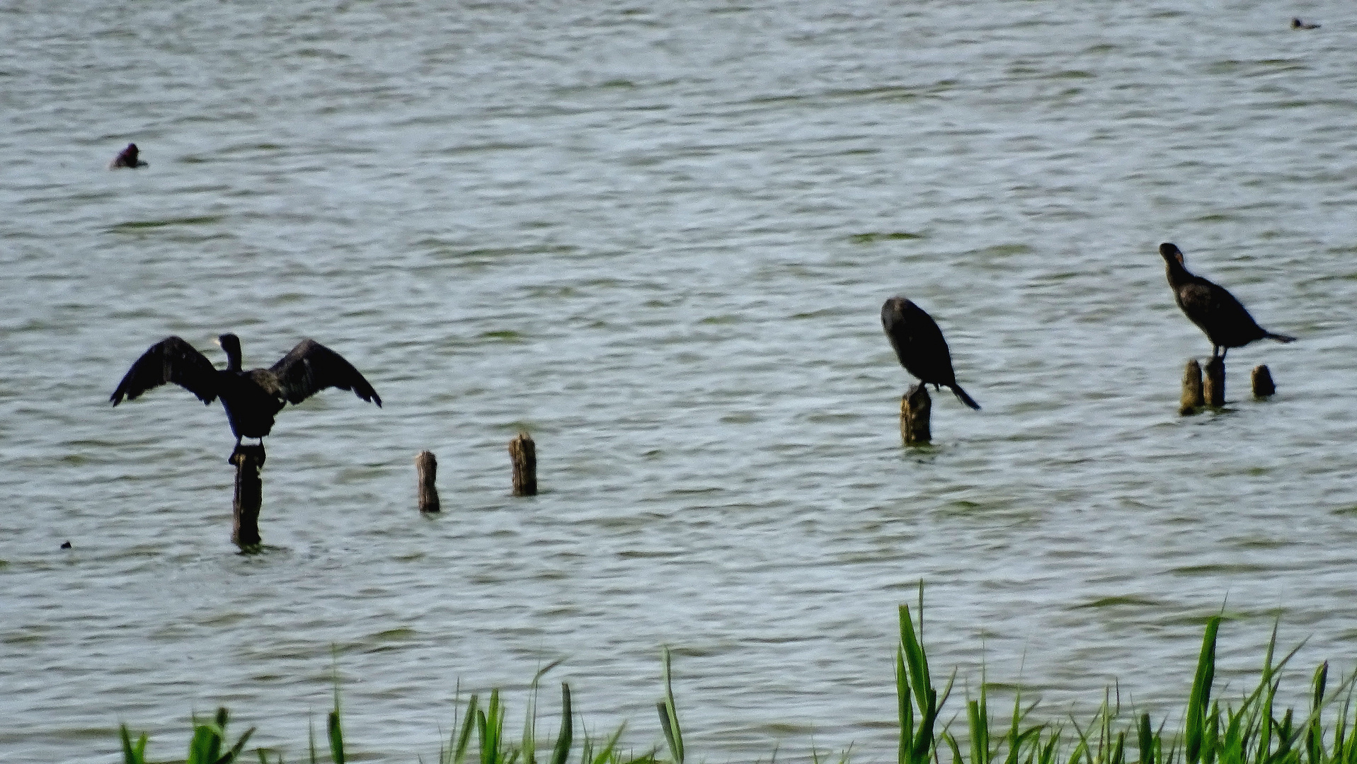 (2) Kormorane (Phalacrocorax carbo)