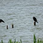 (2) Kormorane (Phalacrocorax carbo)