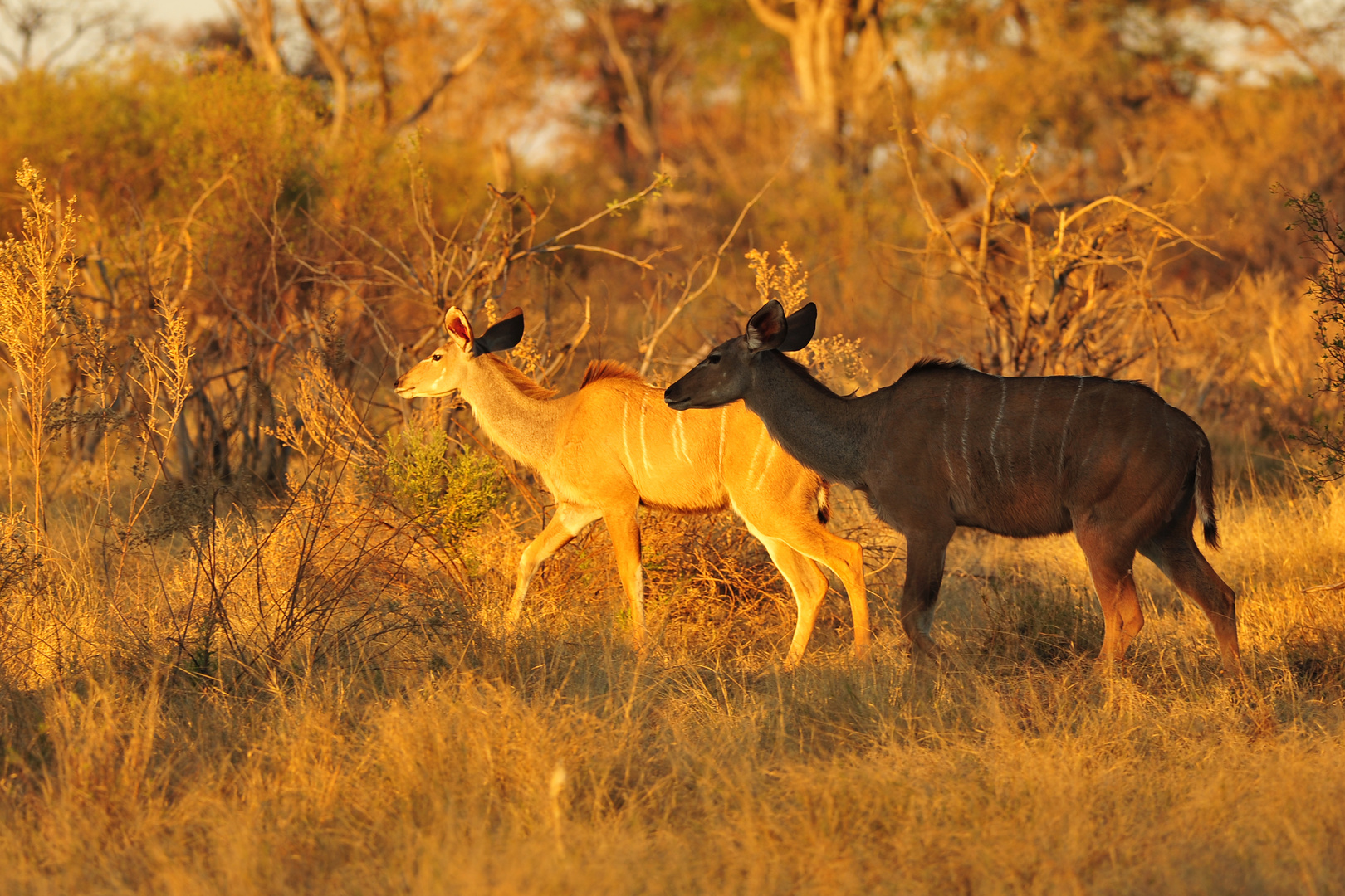 2 Kudus in Licht und Schatten