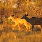 2 Kudus in Licht und Schatten