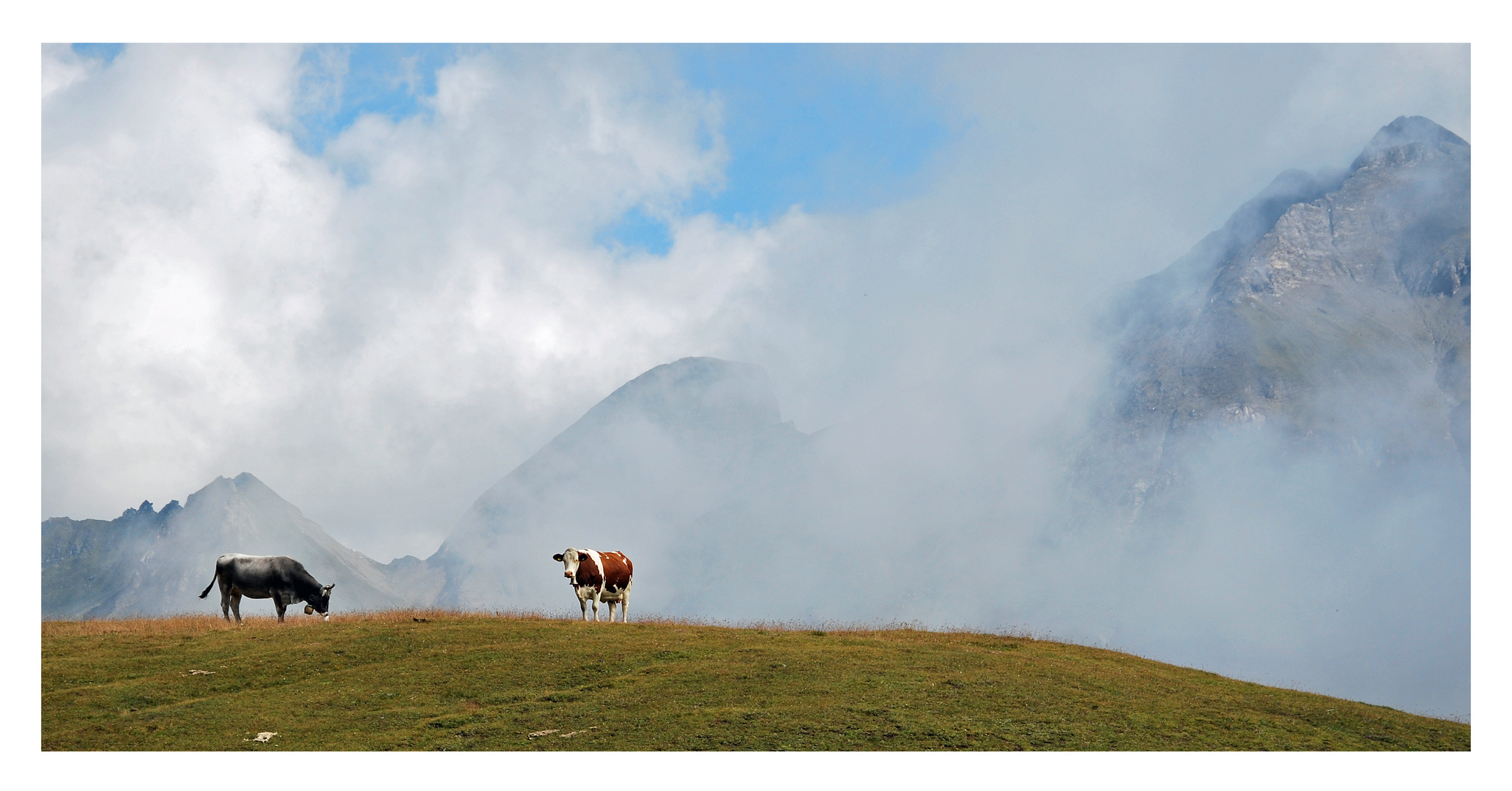 2 Kühe, Berge und Wolken