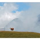 2 Kühe, Berge und Wolken