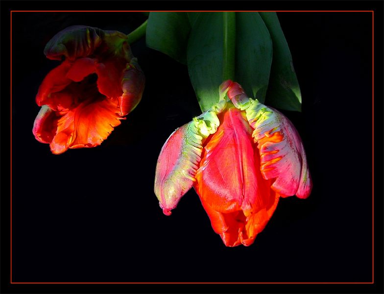 ...2 Ladies in red...