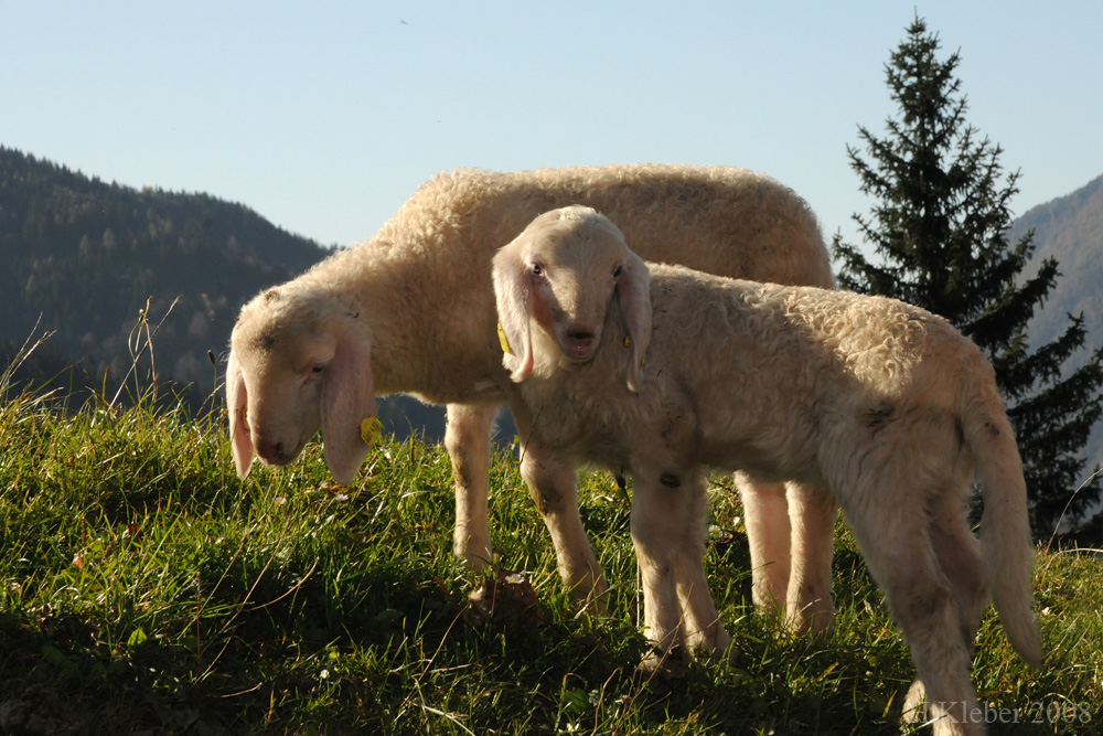 2 Lämmer auf der Alm