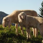 2 Lämmer auf der Alm