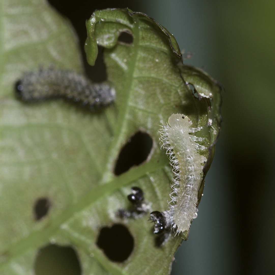 (2) Larven der Blattwespe PERICLISTA LINEOLATA (Fam. Tenthredinidae)