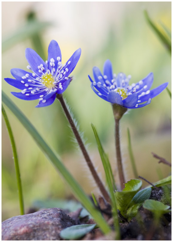 2 Leberblümchen