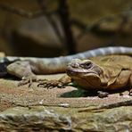 2 Leguane und ihr Kumpel Chuckwalla