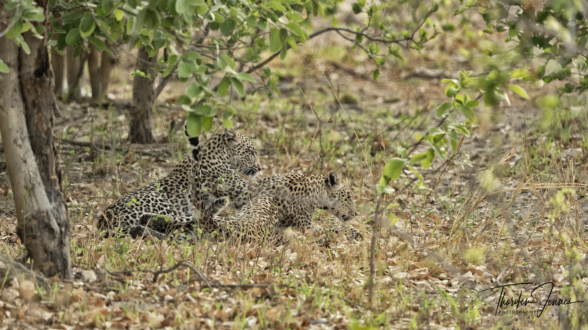 2 Leoparden