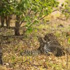 2 Leoparden