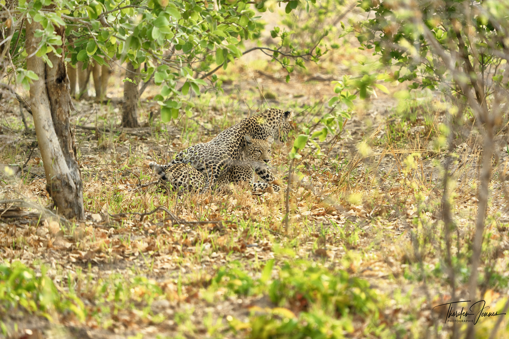 2 Leoparden