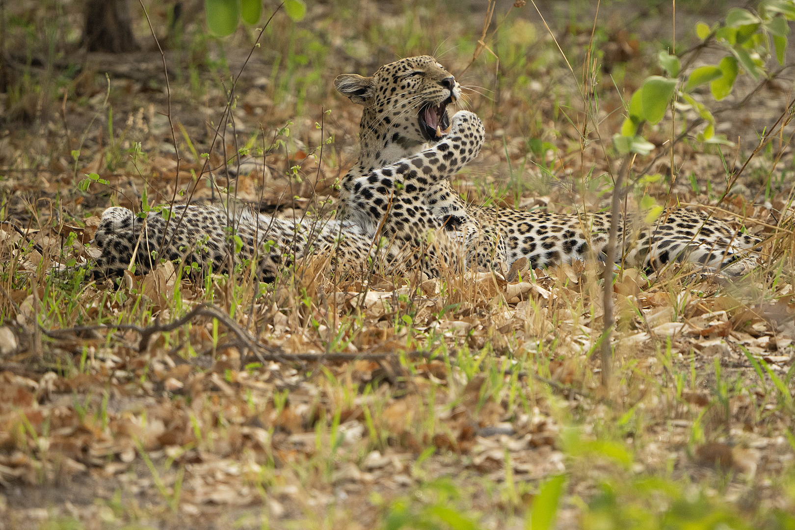 2 Leoparden