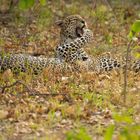 2 Leoparden