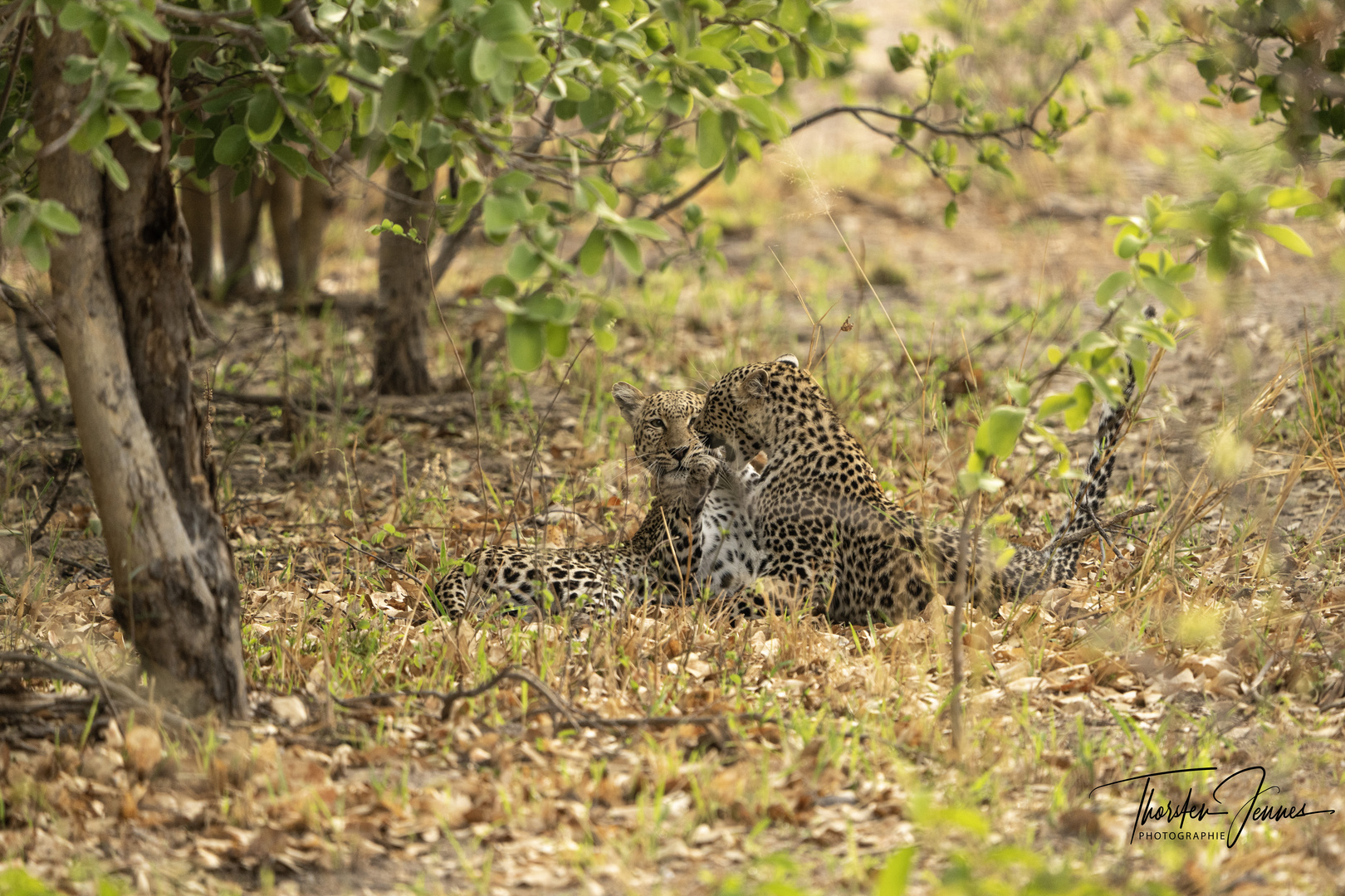 2 Leoparden