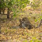 2 Leoparden