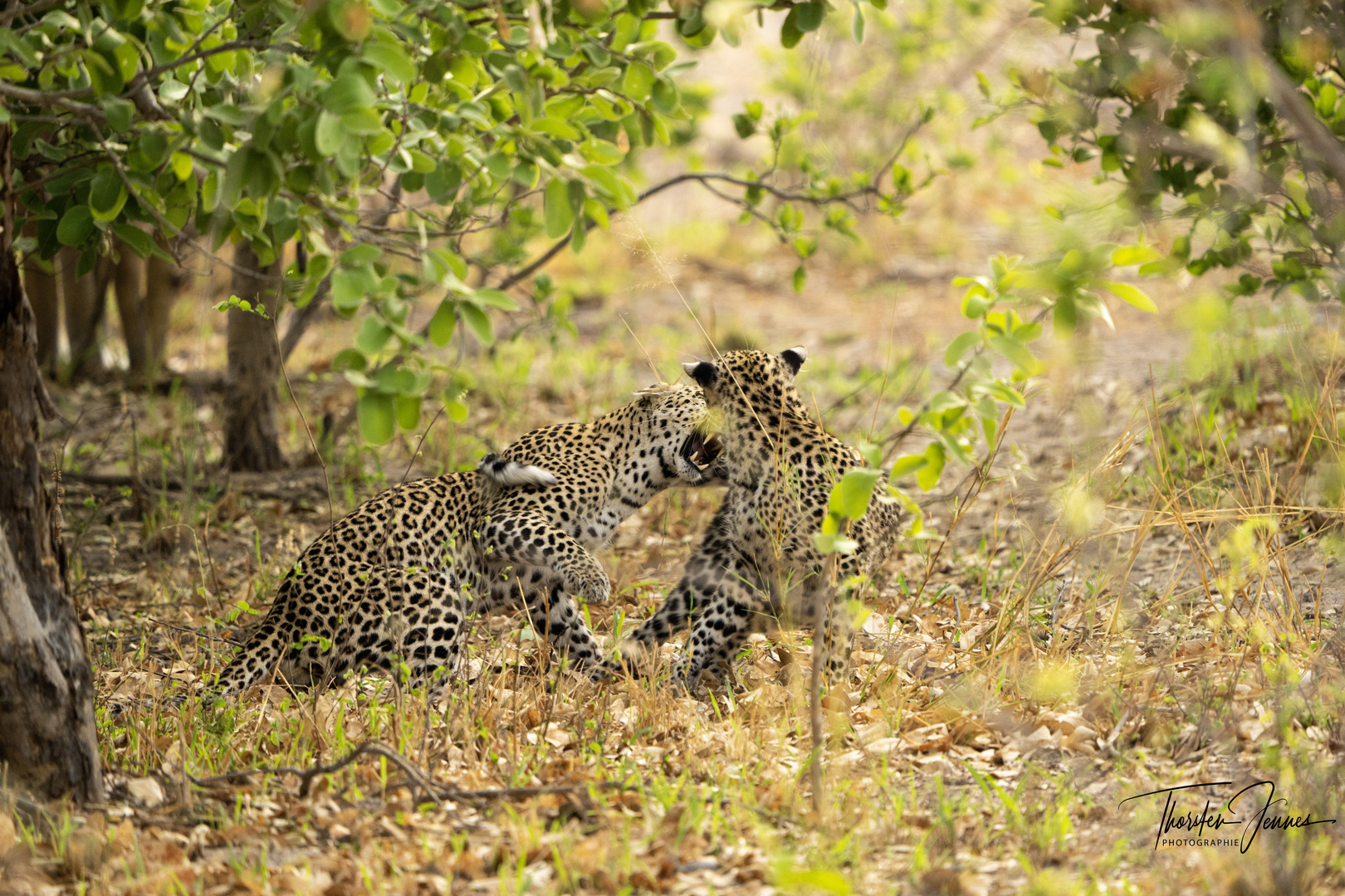 2 Leoparden