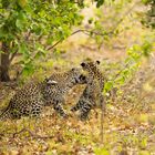 2 Leoparden