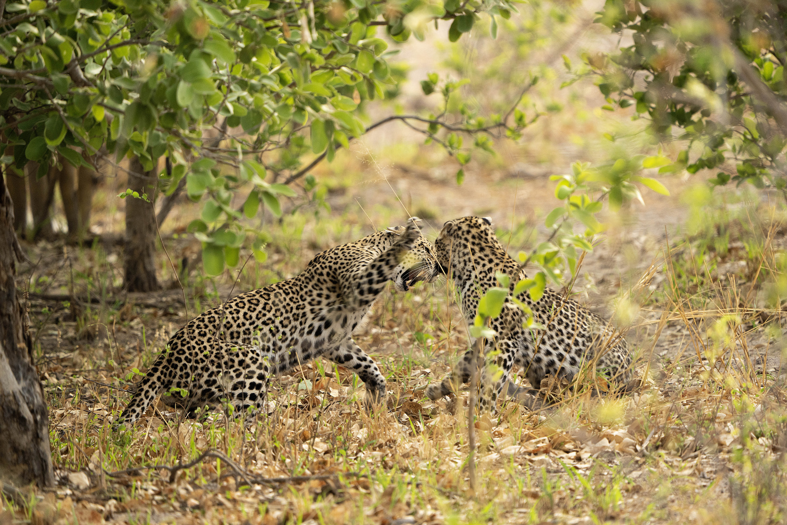 2 Leoparden